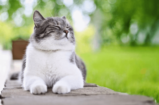 Healthy Cats, Happy Cat Parents: Feline Health 101