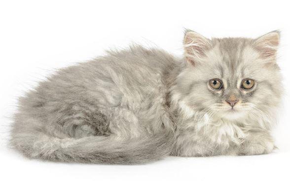 The Fashionable Feline: Fancy Genes and Unique Coats