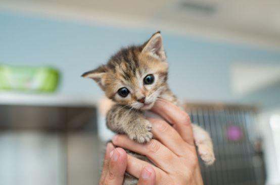 hands holding up a kitten