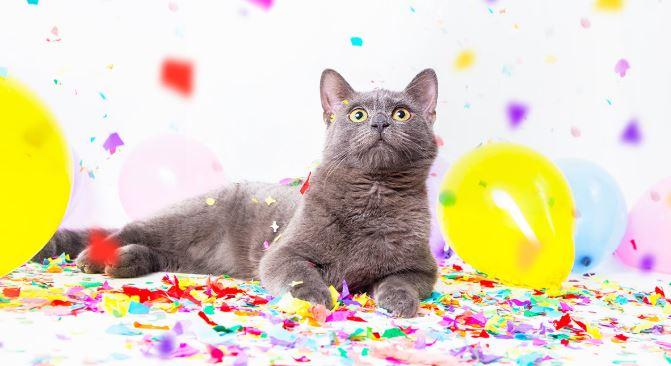 6 Fun Gift Ideas for Your Cat's Birthday