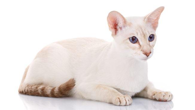 All About Colorpoint Shorthair Cats
