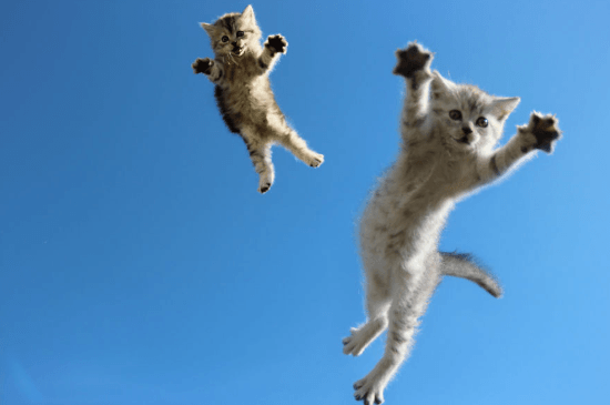 kittens in air