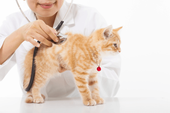 cat in vet