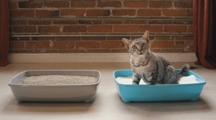 What to Look For to Find the Best Litter for Your Cat