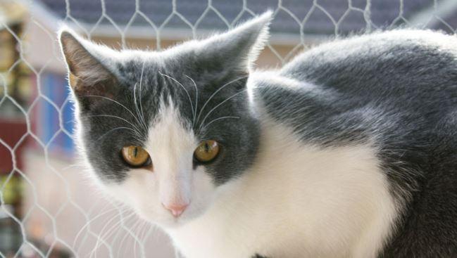Bicolor Cats