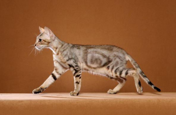Sokoke Hybrid Cat