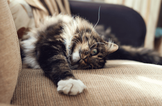 cat playing on couch