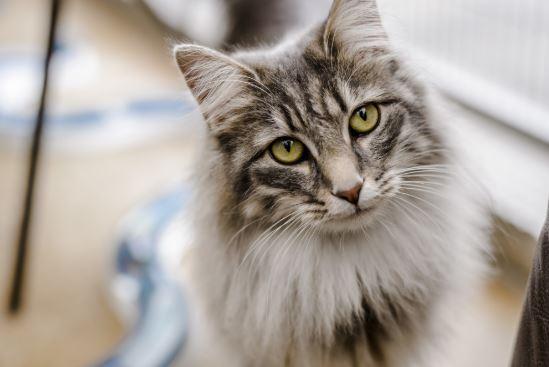 Cat Birth Control: Why You Should Use it & Alternatives to Spaying