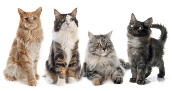 What to Know About Cat Sizes when Picking a Pet Cat