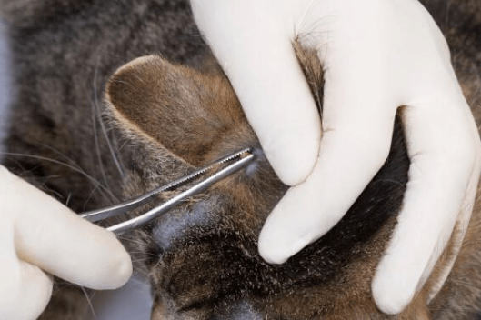 How to Prevent, Identify and Treat a Cat Tick