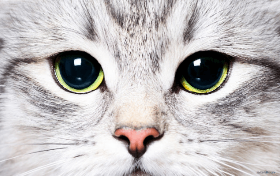All You Need To Know About Cat Rabies