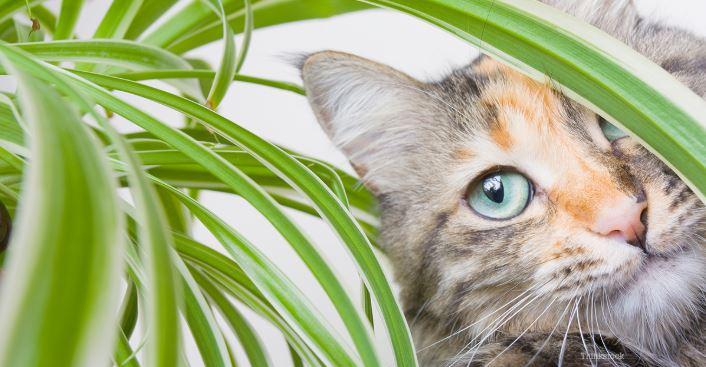 Are Plants Toxic to Cats?