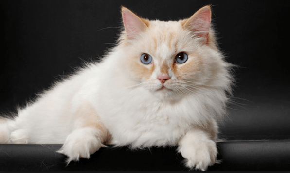 ragamuffin cat