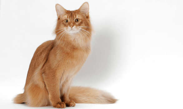 All About Somali Cats