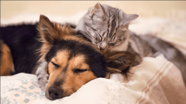 Tips for Getting Pet Cats and Dogs to Get Along