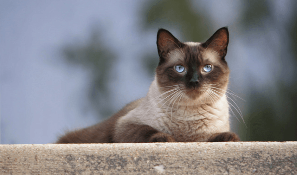 Everything You Need To Know About Siamese Cats