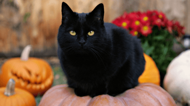 black cat by pumpkins