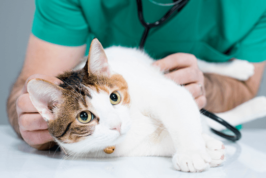 The Heartbreak of Feline Heartworm -- and What You Can Do About It
