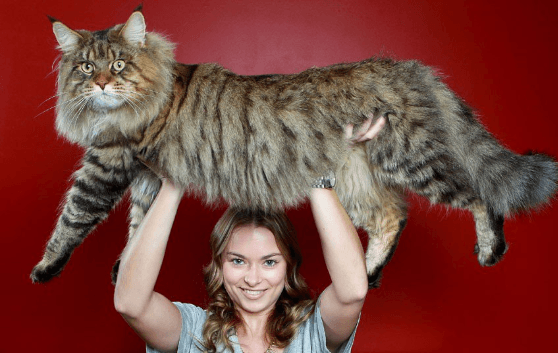 Maine Coon Cat