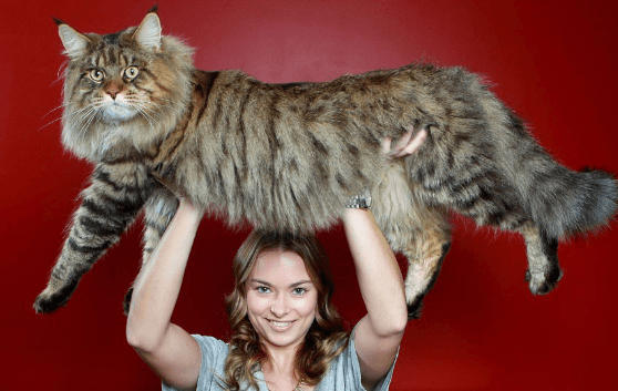 Maine Coon Cats 101