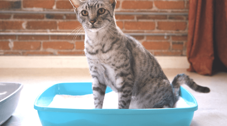 cat in litter box