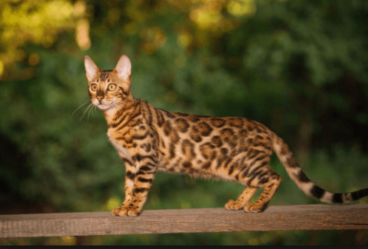 Hybrid Cats: Half Wild