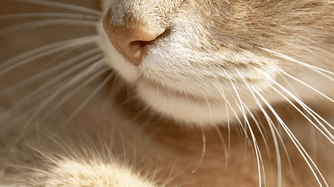 Natural Supurreroes: The True Story of Cats' Incredible Senses