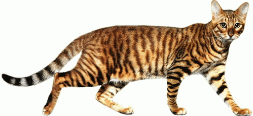 Toy Tigers: Why Toyger Cats Are In Demand