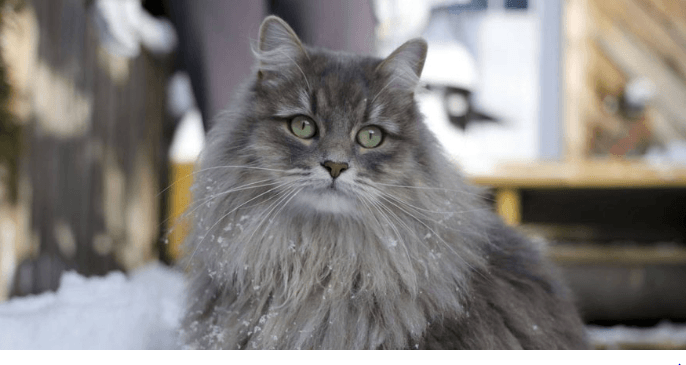 Siberian Cats: Cute Forest Hunters
