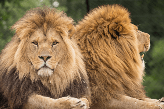 7 Fun Facts About the World's Top Big Cats