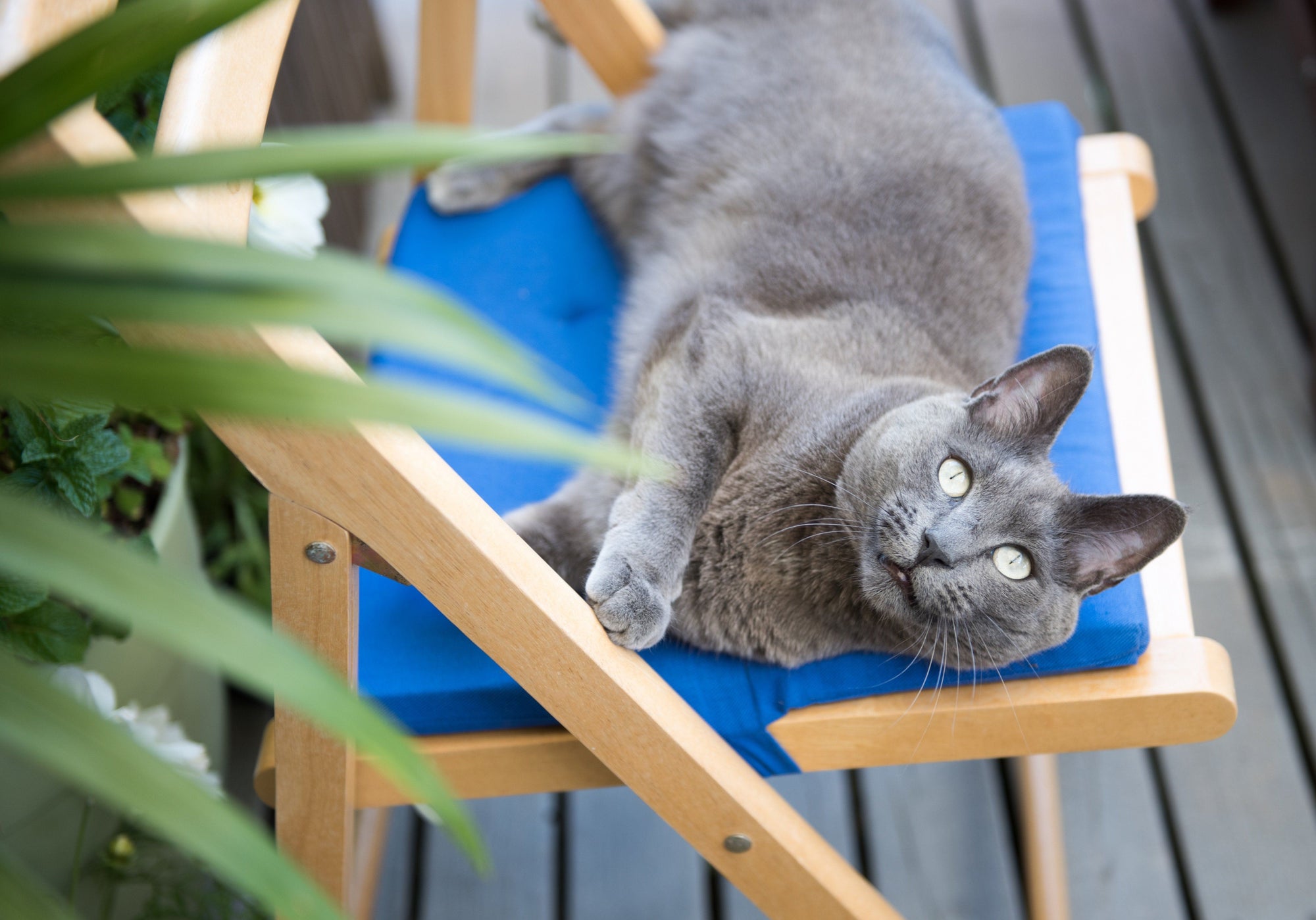 Does Your Cat Need a Catio for Summer?