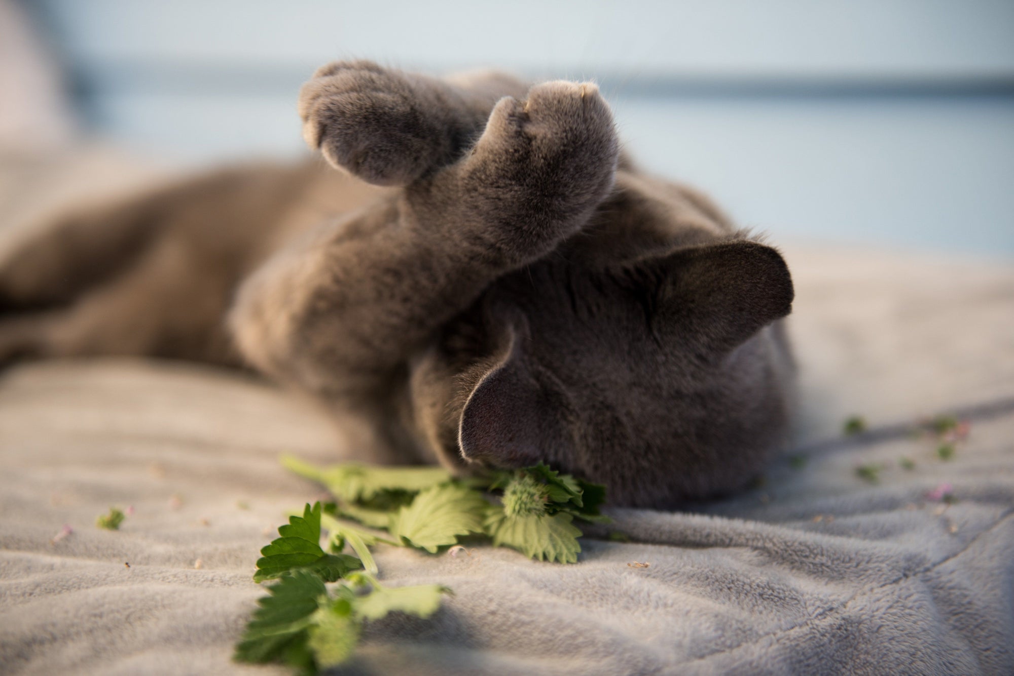 What’s the Deal with Cats and Catnip or Silver Vine?