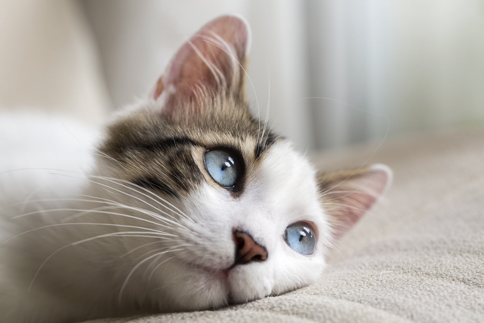 What Colors Can Cats See? A Guide to Feline Vision