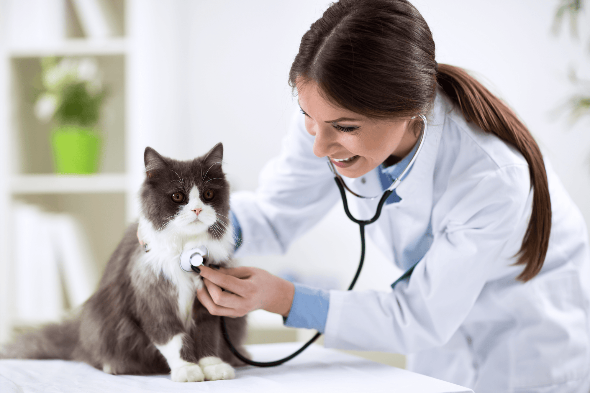 Everything You Need to Know about Cat Panleukopenia