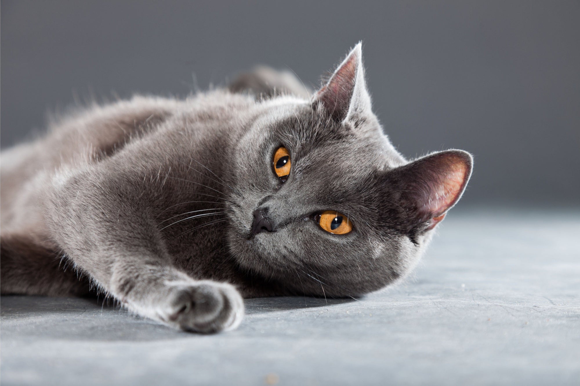 6 Reasons You'll Love a Chartreux Cat