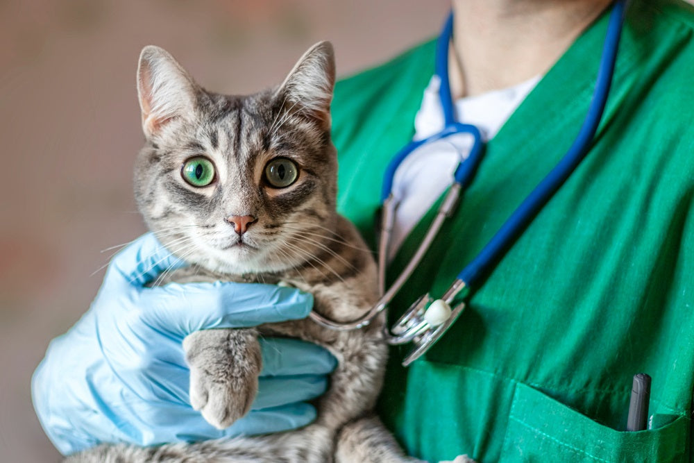 Choosing the Best Veterinarian for Your Cat