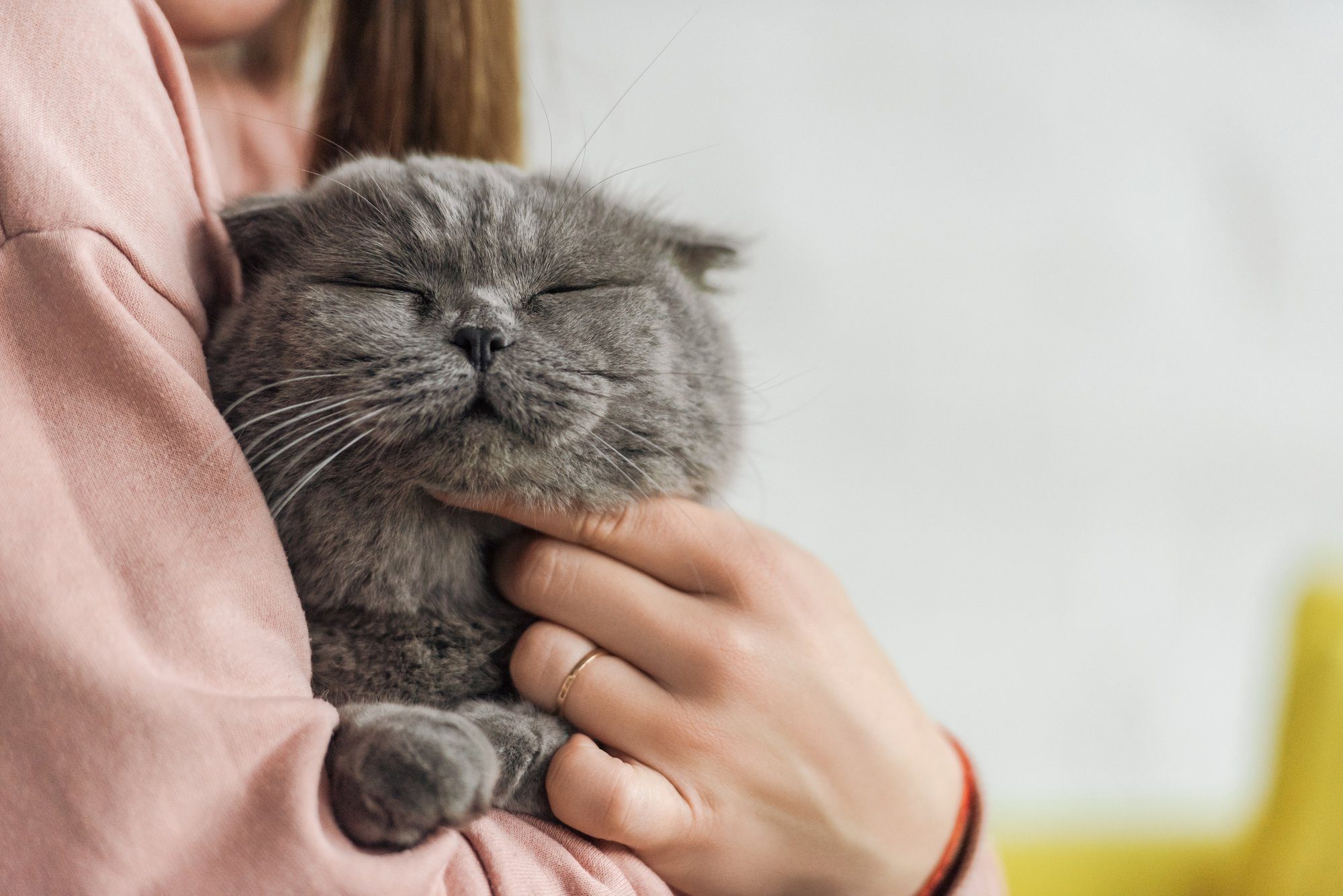 7 New Year Goals Your Cat Hopes You Adopt in 2020