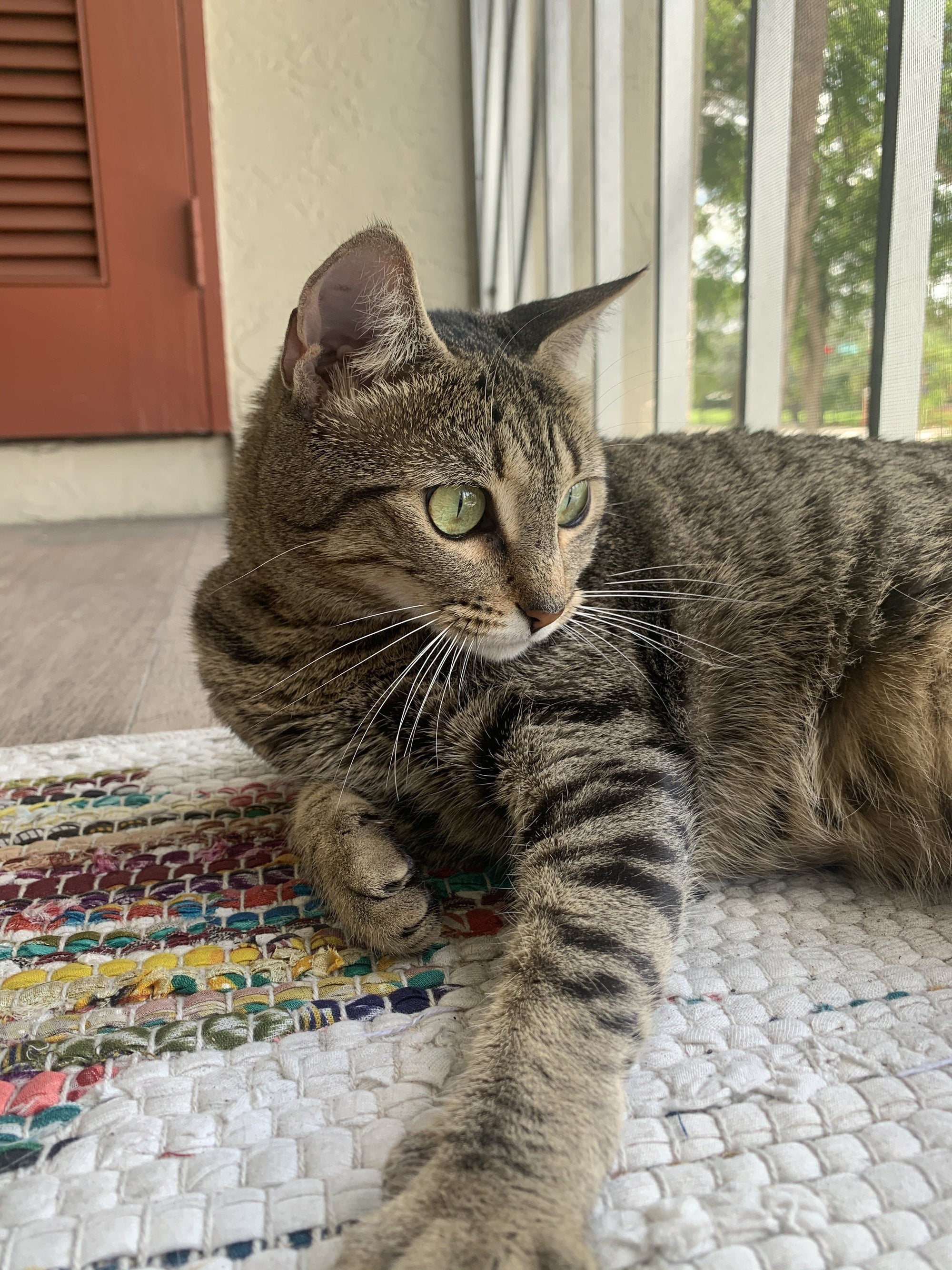 August Cool Cat of the Month: Meet Dixie!