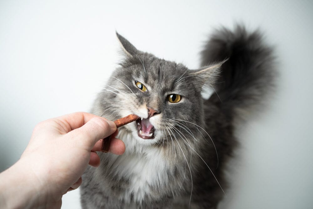 Do Cat Dental Treats Work