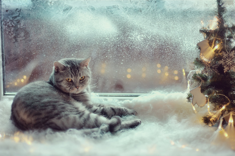 Do Cats Get Cold Outside? Tips for Winter Safety