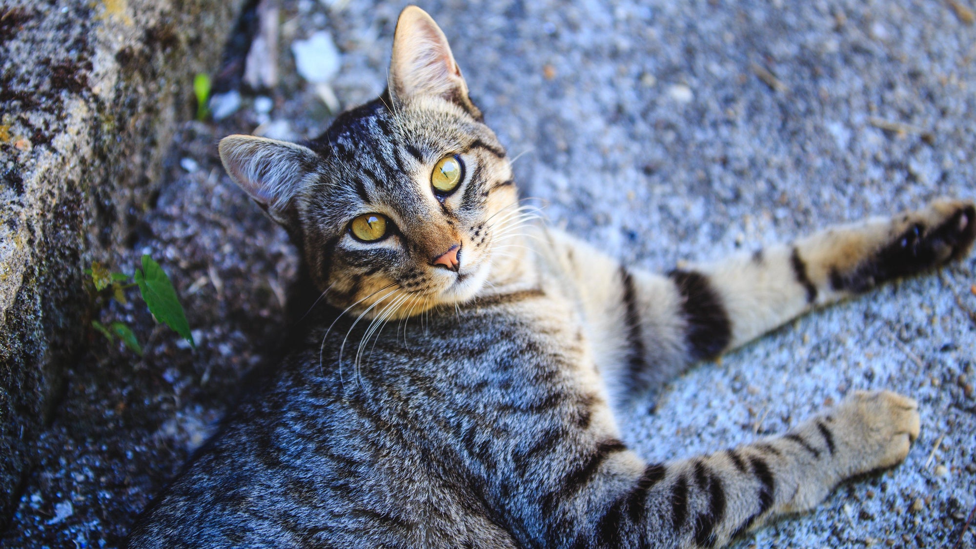 All You Need To Know About The European Shorthair Cat