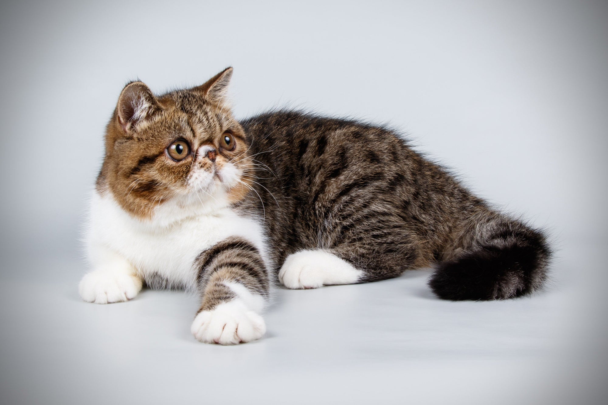 4 Reasons Why You Should Have An Exotic Shorthair Cat