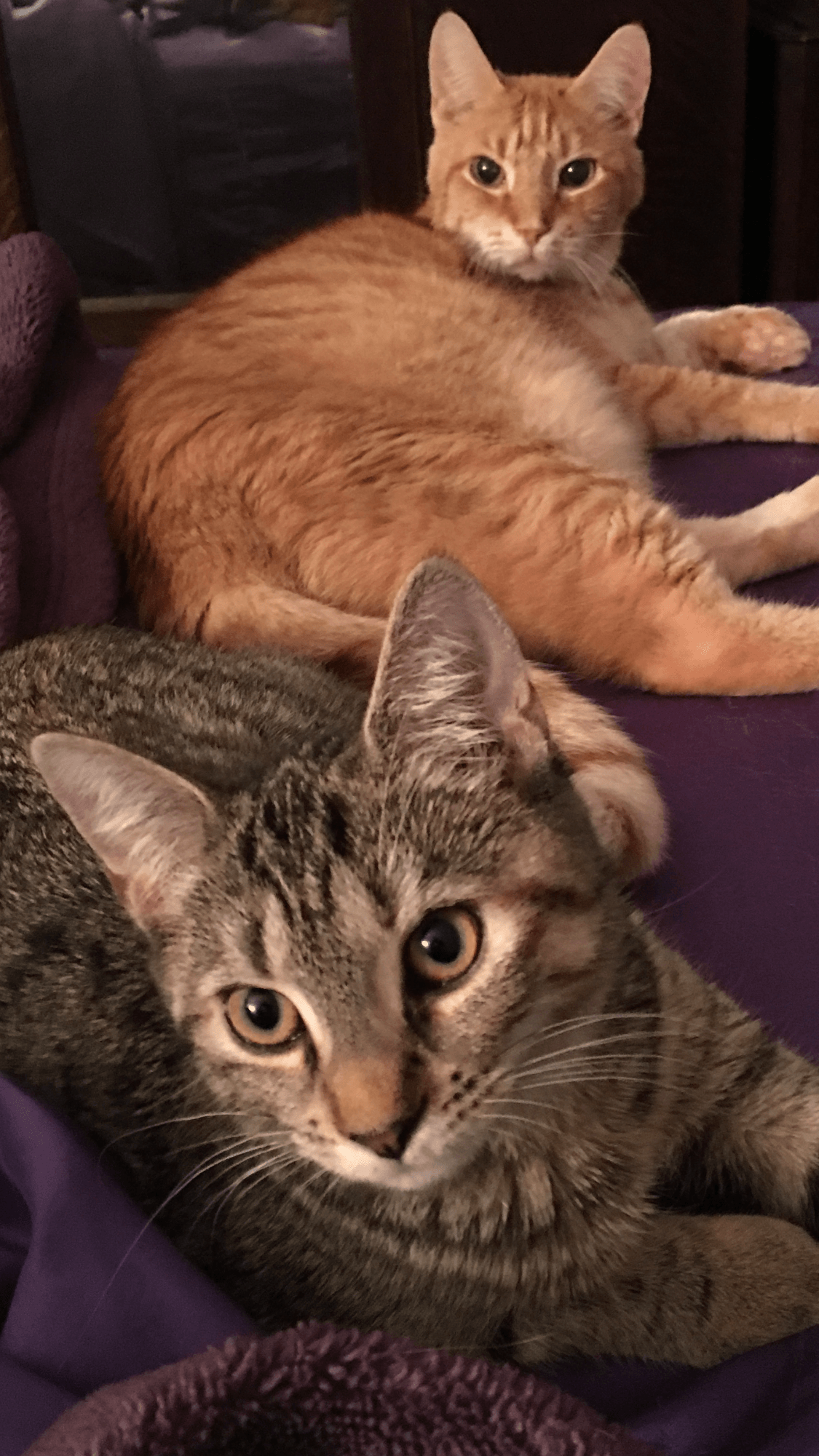 June Cool Cats of the Month: Meet Gabriel Gavin and Violet Magdalen!