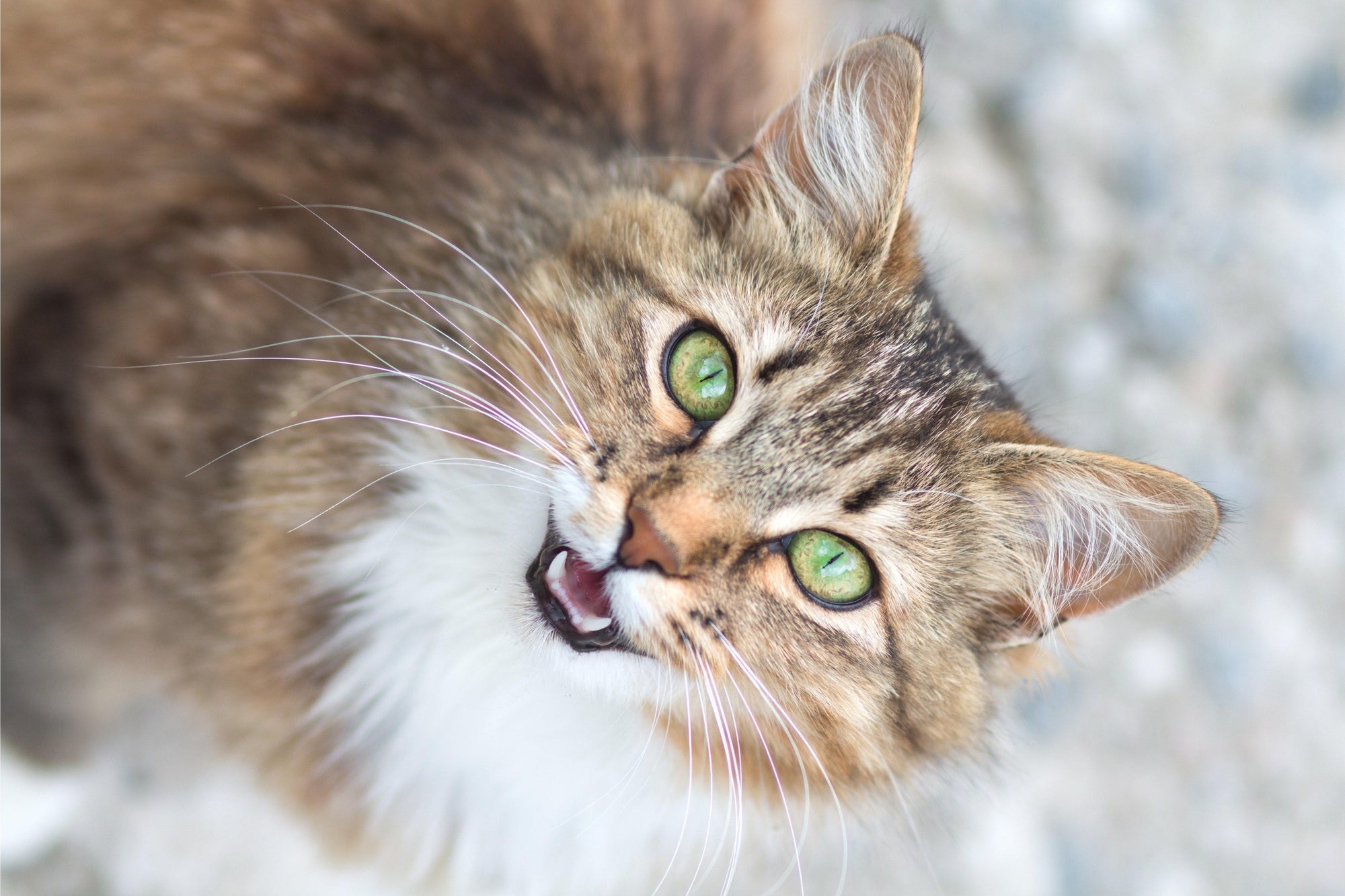 What Your Cat's Meows Mean