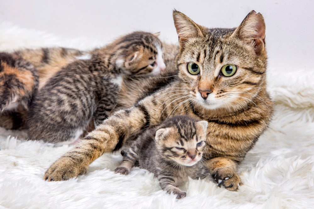 How Long Are Cats Pregnant