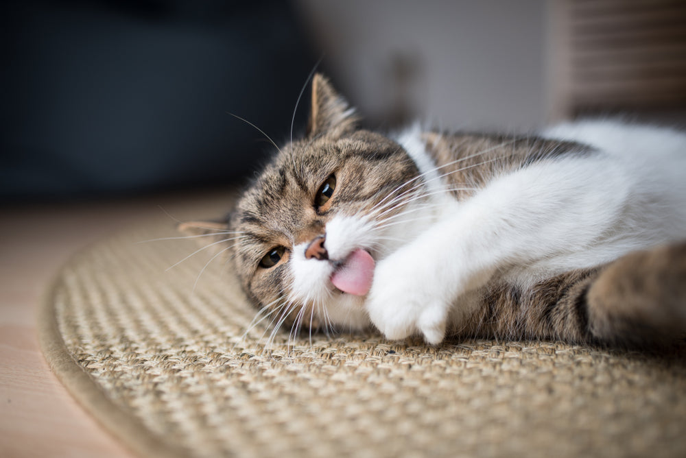 How Often and Why Cats Clean Themselves