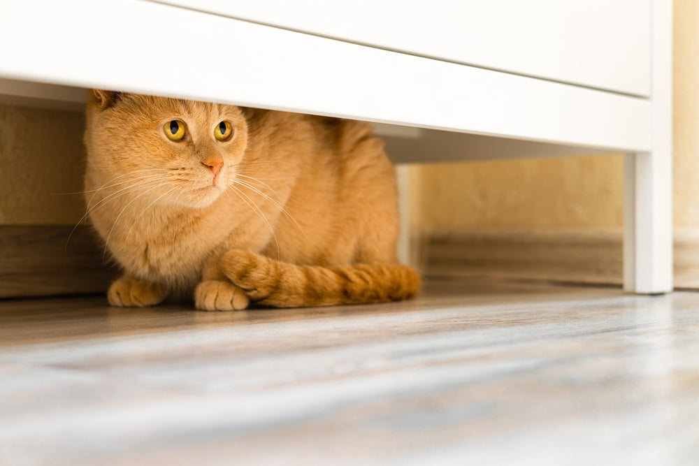 How to Get a Cat Out of Hiding Safely