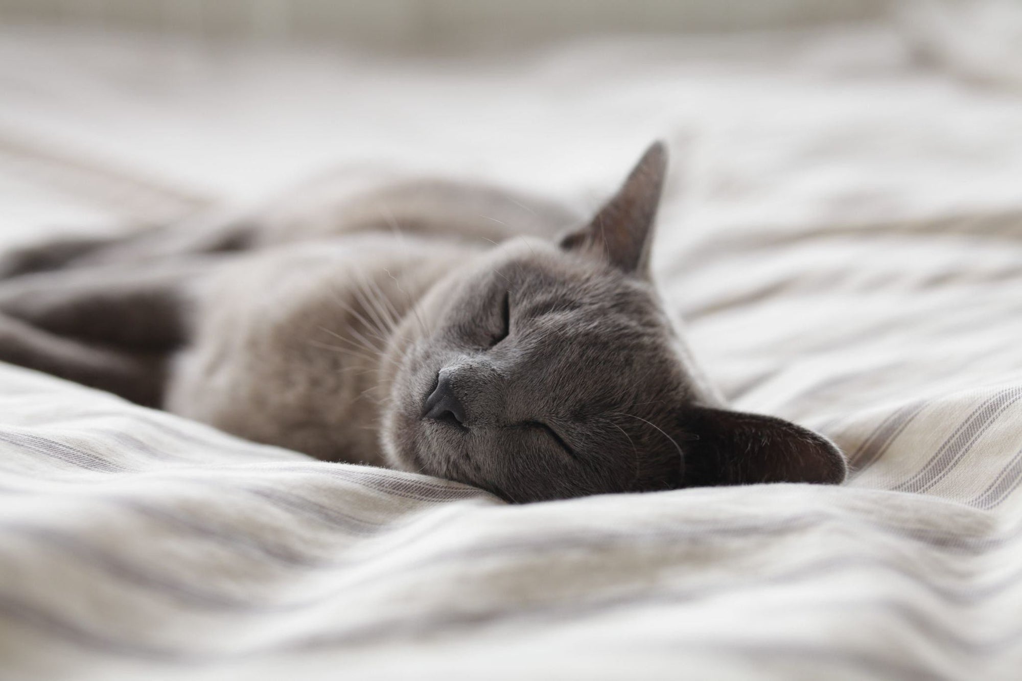 How to Help Your Cat Get Better Sleep