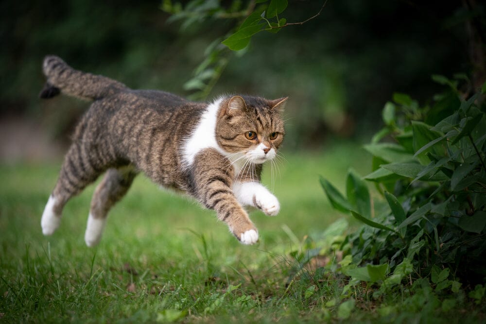 How to Keep Your Indoor Cat Safe Outdoors