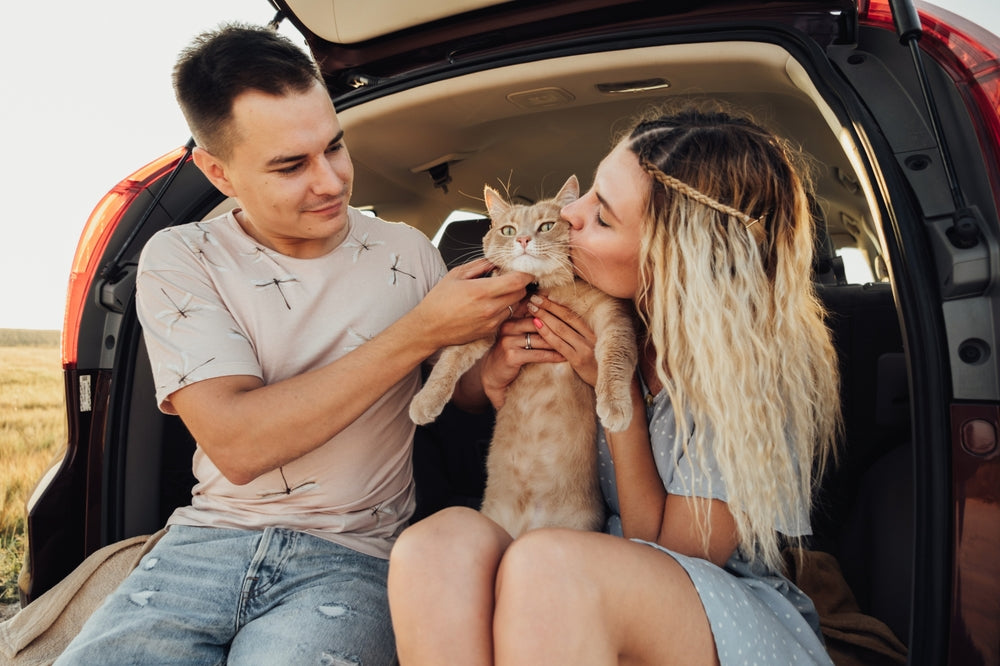 How to Road Trip with a Cat